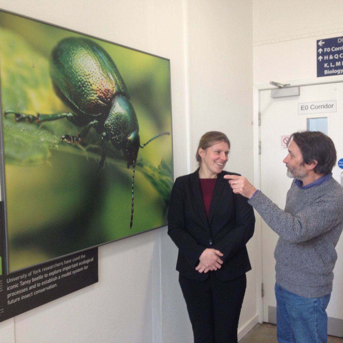 Rachael Maskell Tansy beetle Biology